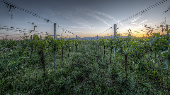 The Vineyard