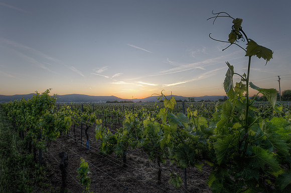 The Vineyard