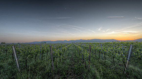 The Vineyard