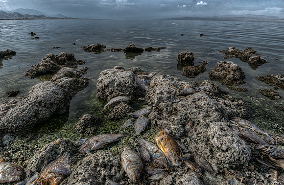 Salton Sea